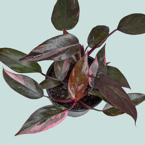 Philodendron Pink Princess - Indoor Plant