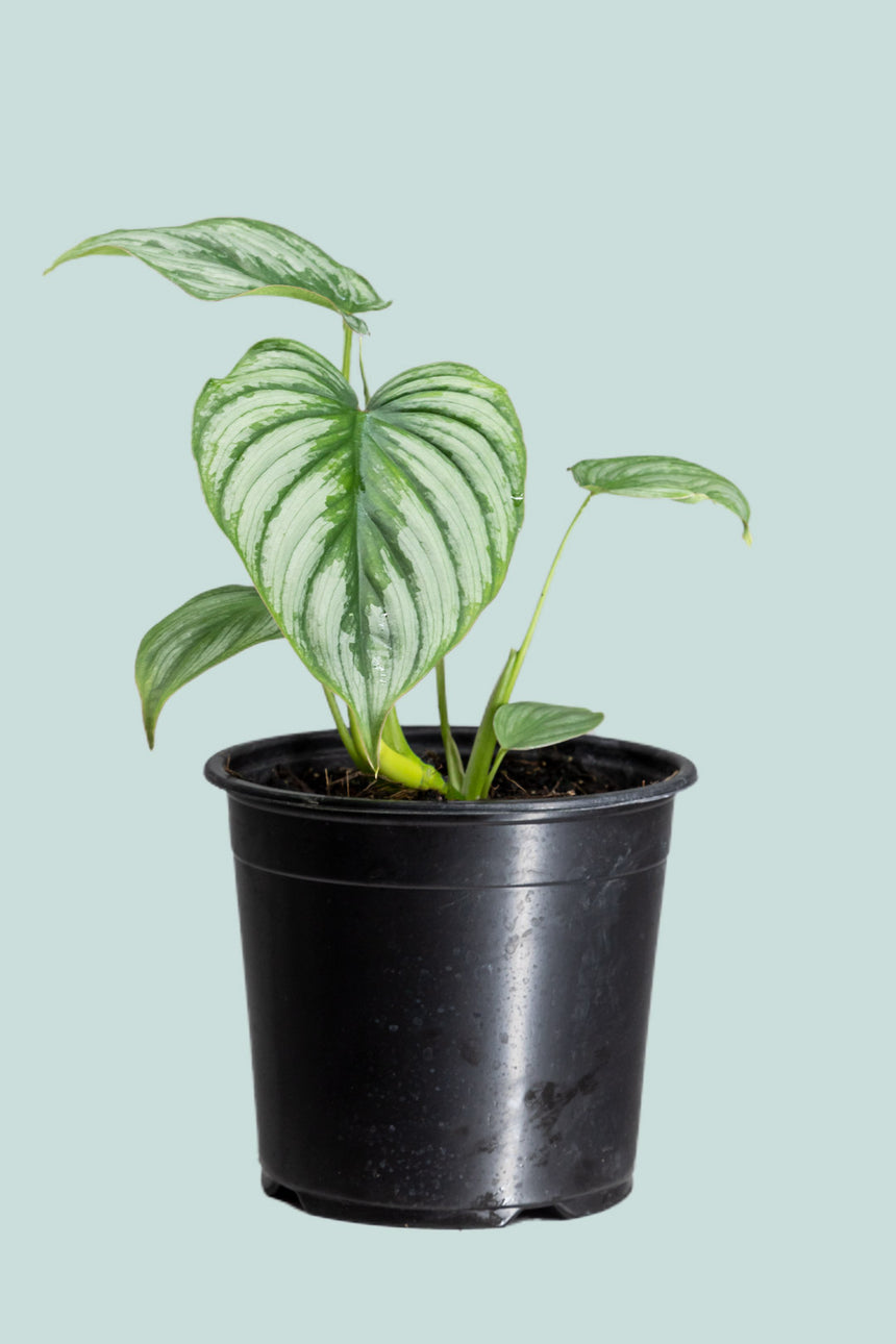 Silver Cloud - Philodendron Mamei - 1L / 14cm / Small