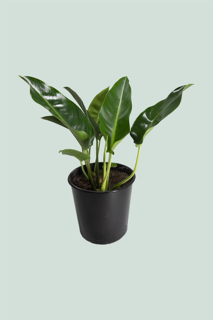 Philodendron renauxii - 10L / 25cm / Large