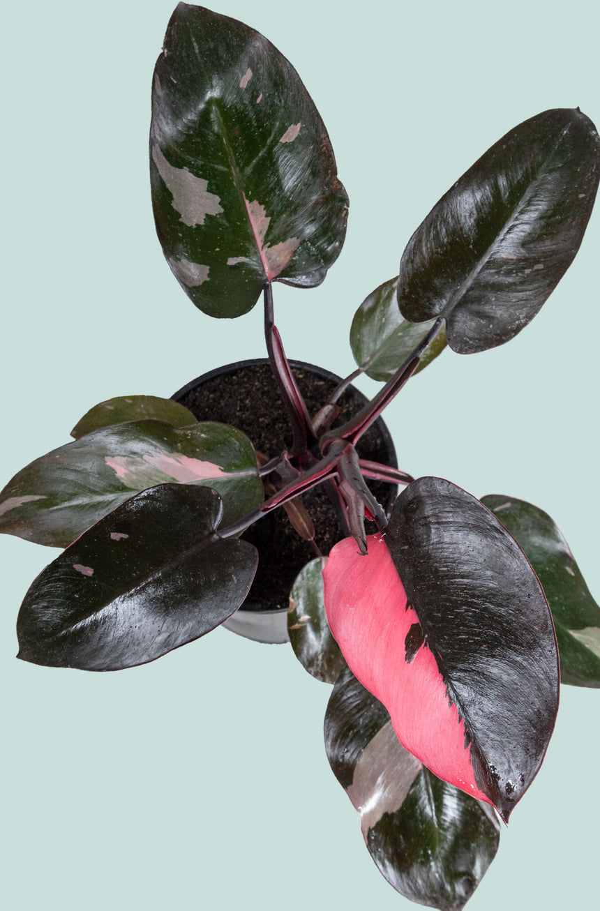 Philodendron Pink Princess  - 2.5L / 17cm / Medium