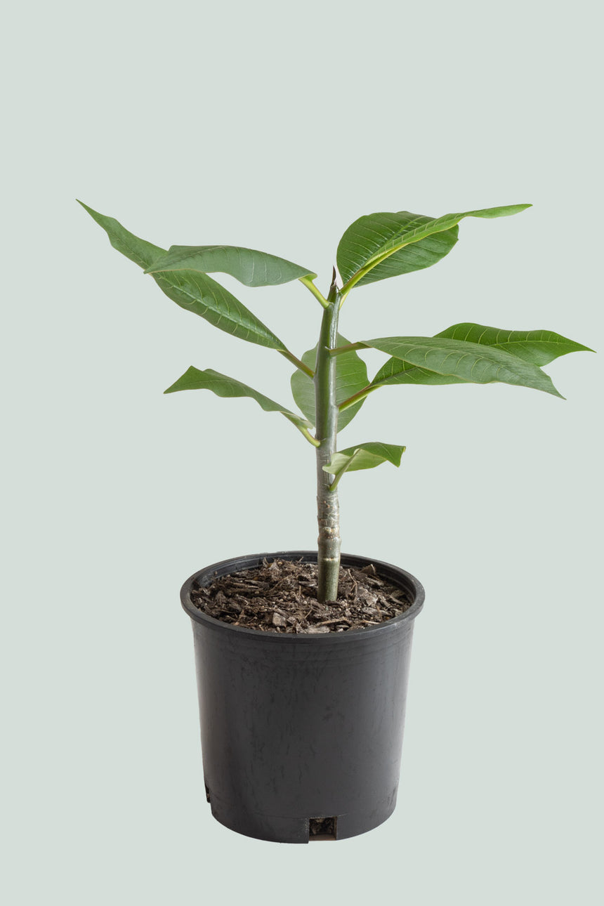 Frangipani - Plumeria rubra - 1L / 14cm / Small