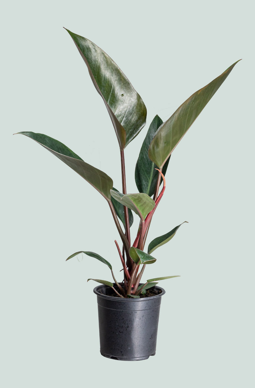 Red Congo - Philodendron selloum - 1.3L / 14cm / Small
