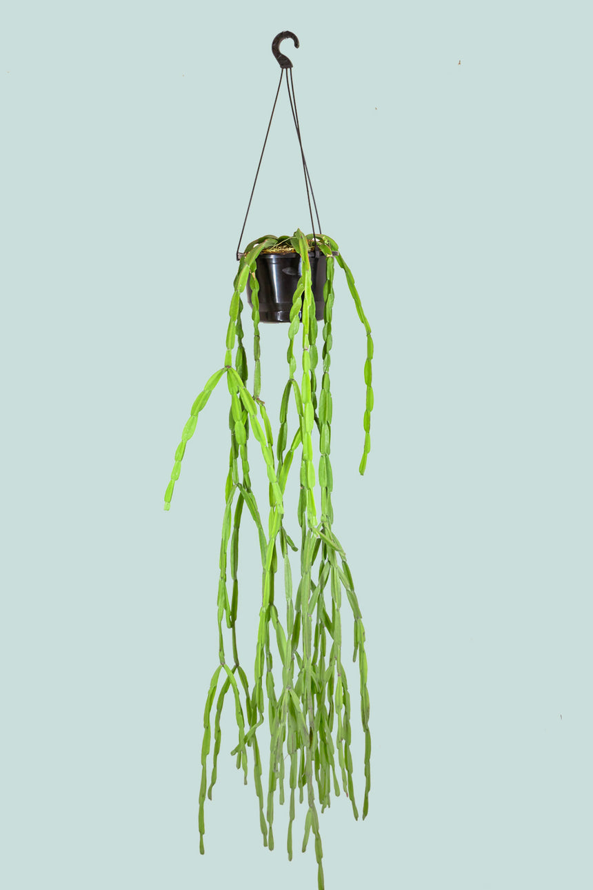 Chain Cactus - Rhipsalis paradoxa- 1L / 14cm / Small