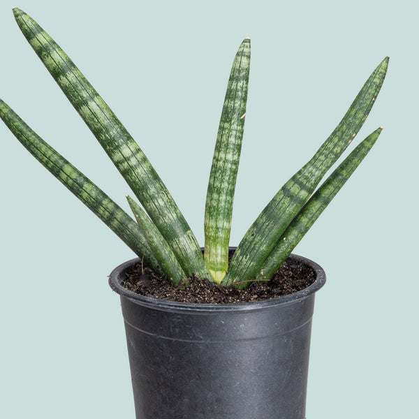 sansevieria cylindrica nz Sansevieria cylindrica