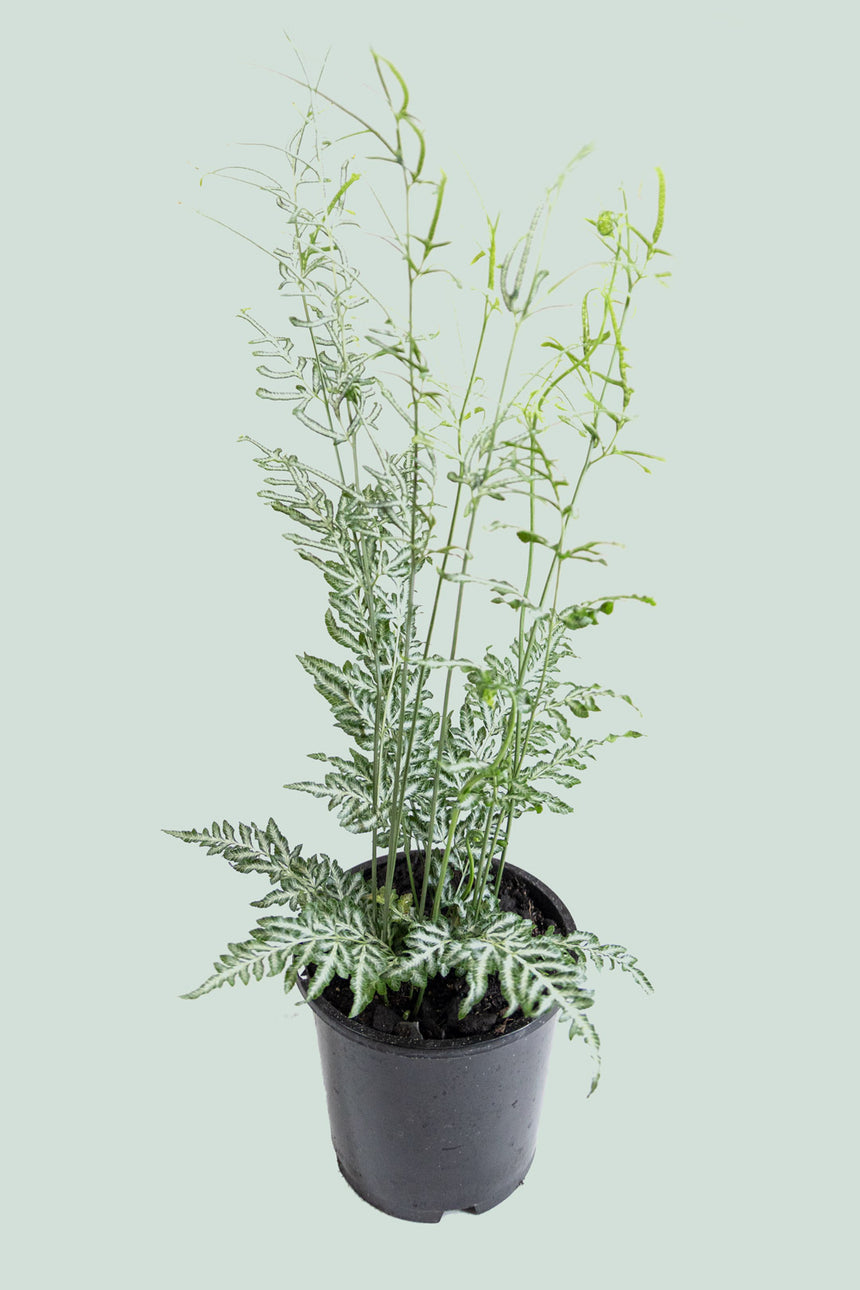 Pteris Ensiformis ‘Silver Lace’ Fern – 4” Live Plant With Silver-Green Fronds