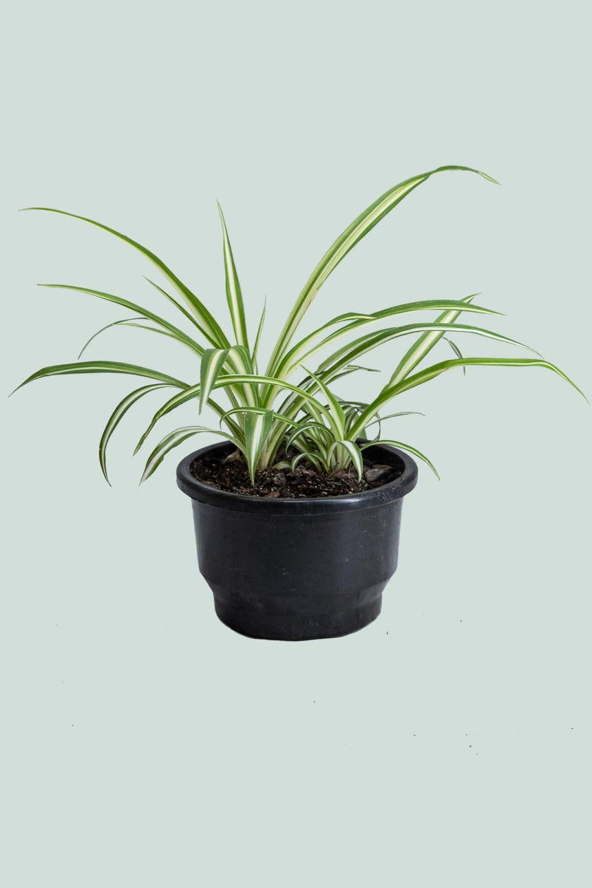 Spider Plant - Chlorophytum comosum - 1L / 14cm / Small