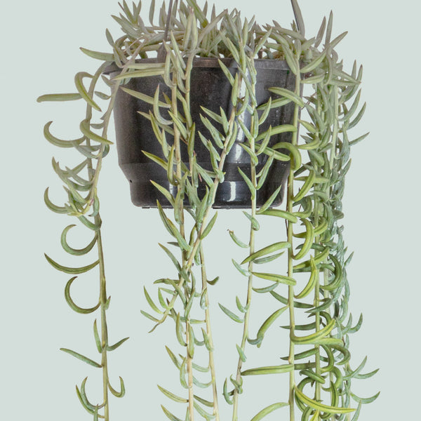 string of fishhooks succulent Senecio radicans - String of Fish Hooks