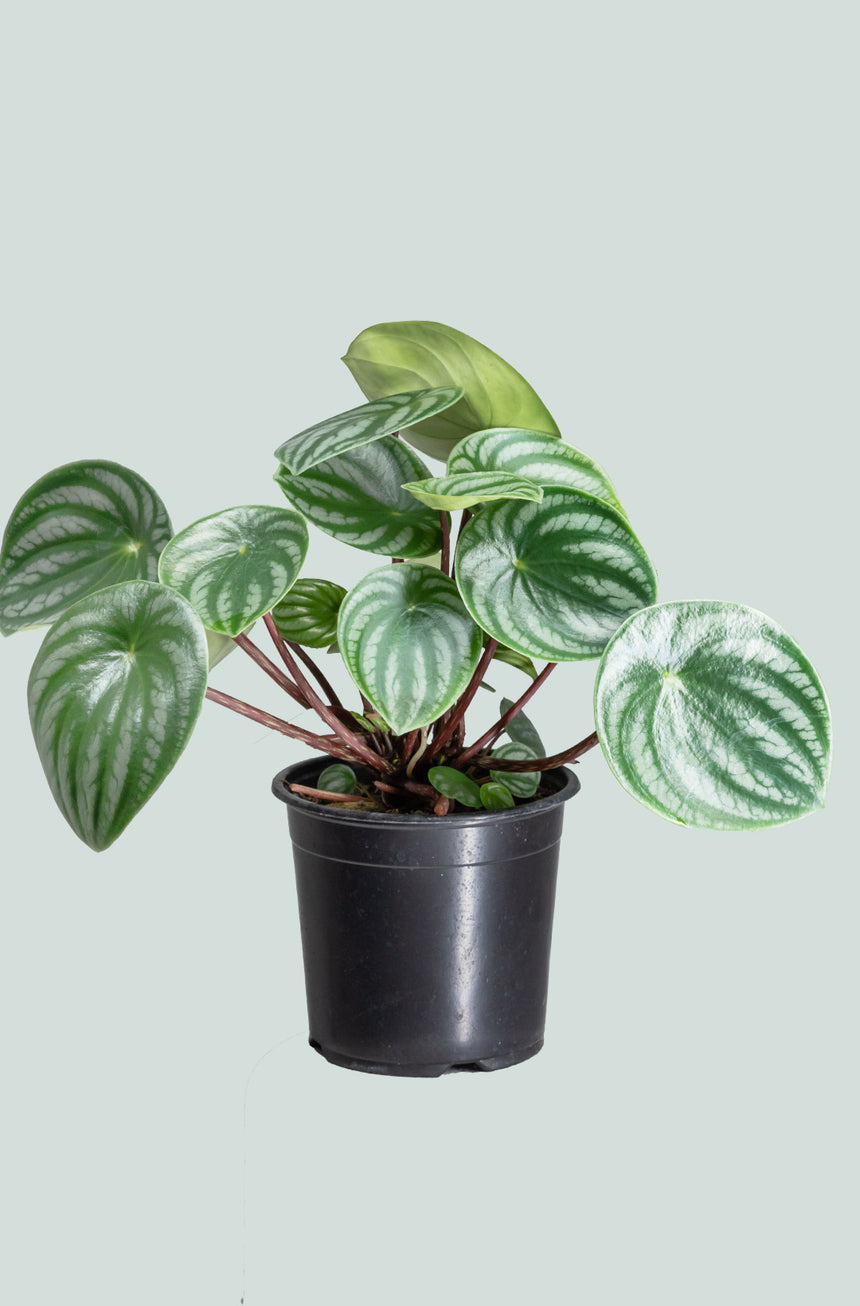 Watermelon Peperomia - Peperomia argyreia - 1L / 14cm / Small