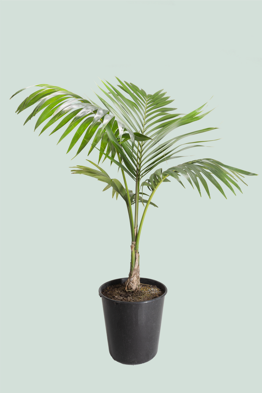Kentia Palm single - Howea forsteriana - 10L / 25cm / XL