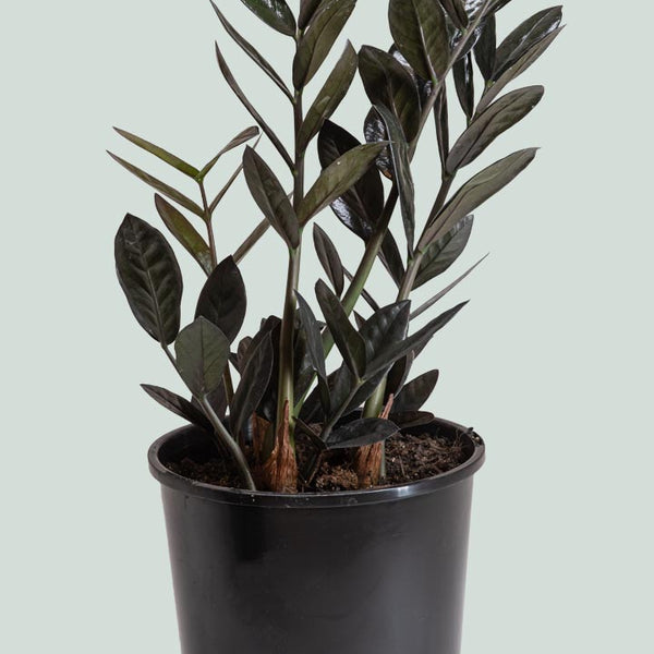 black succulent plant nz ZZ Plant - Zamioculcas zamiifolia - Indoor Plant