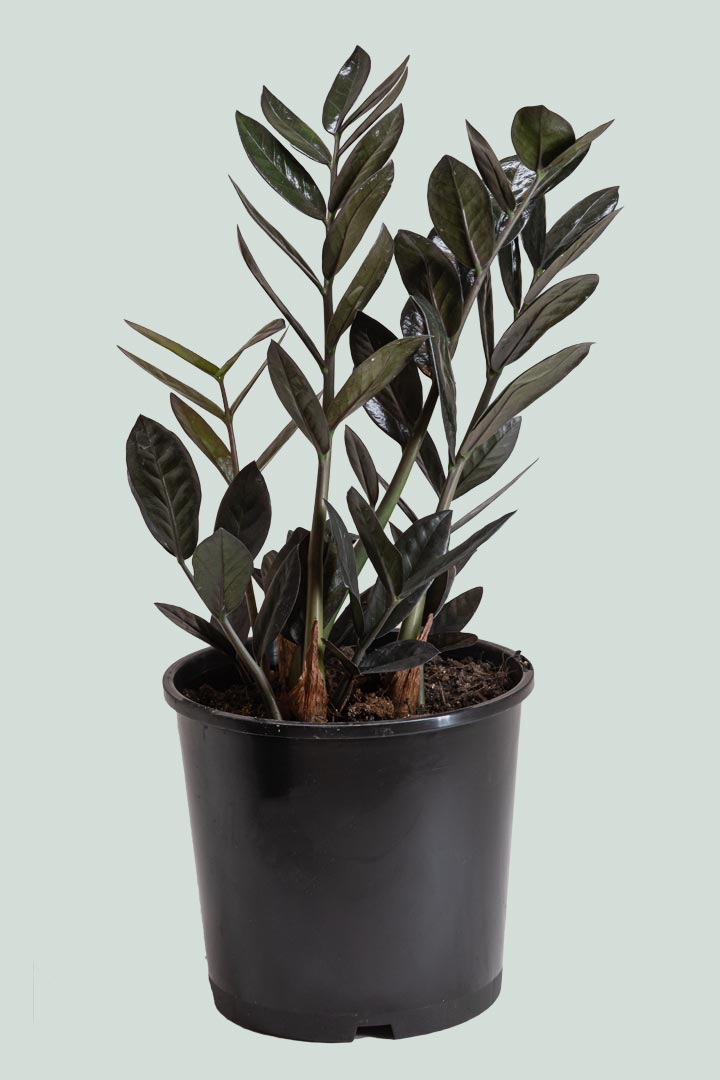 Zamioculcas zamiifolia - 'Black Knight' ZZ Plant - 2.5L / 17cm / Medium