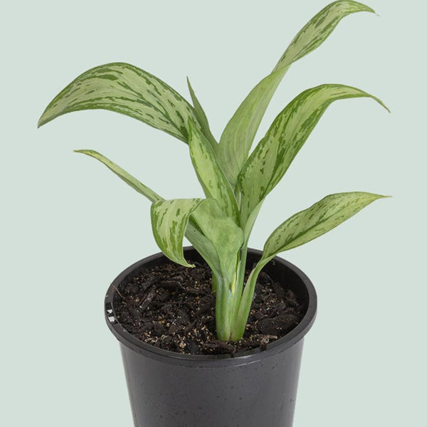 aglaonema nitidum 'silver queen Aglaonema nitidum - Silver Bay - Indoor Plant