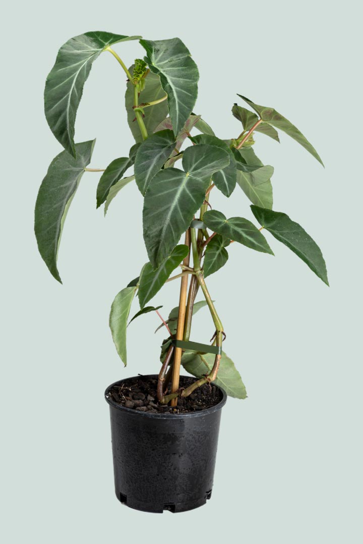 Begonia angularis - 2.5L / 17cm / Medium