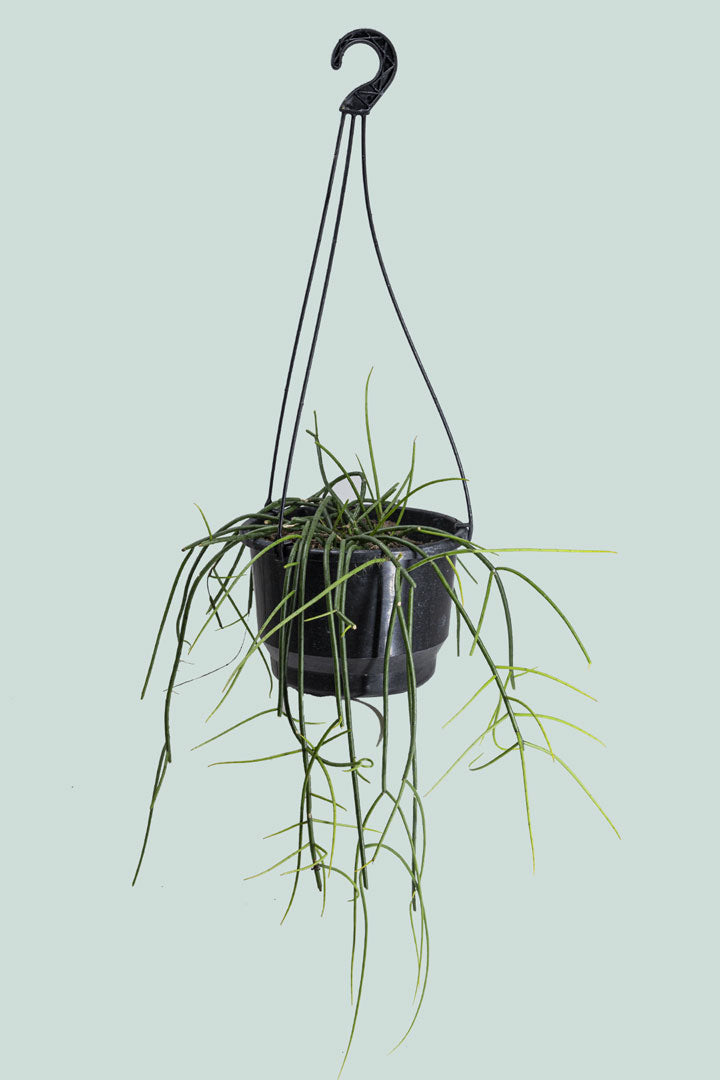 Spaghetti Cactus - Rhipsalis baccifera- 2L / 17cm / Medium