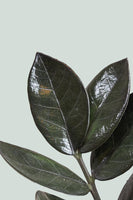 Zamioculcas zamiifolia - 'Black Knight' ZZ Plant - 2.5L / 17cm / Medium