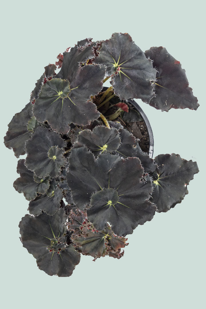 Begonia 'Muddy Waters' - 1L / 14cm / Small