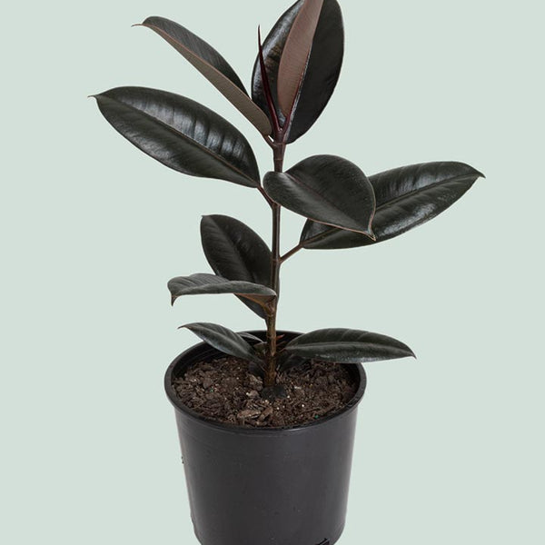 rubber tree black knight Black Knight - Rubber Tree - Ficus elastica - Live Plant