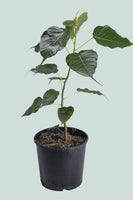 Sacred Fig - Ficus religiosa - 2.5L / 17cm / Medium