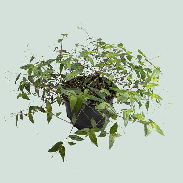 indoor bridal veil plant Bridal Veil - Tradescantia multiflora