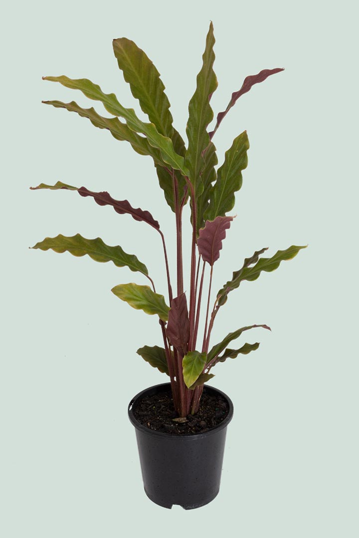 Calathea rufibarba NZ indoor plant
