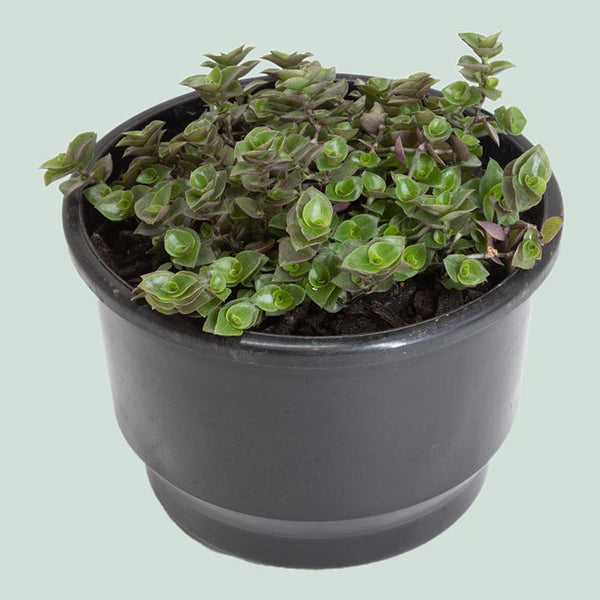 Bubble Plant - Callisia repens - Indoor Plant