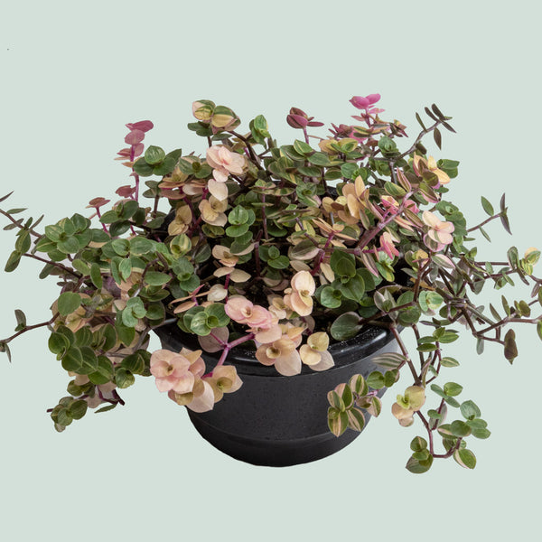 Pink Bubble Plant - Callisia repens - Indoor Plants