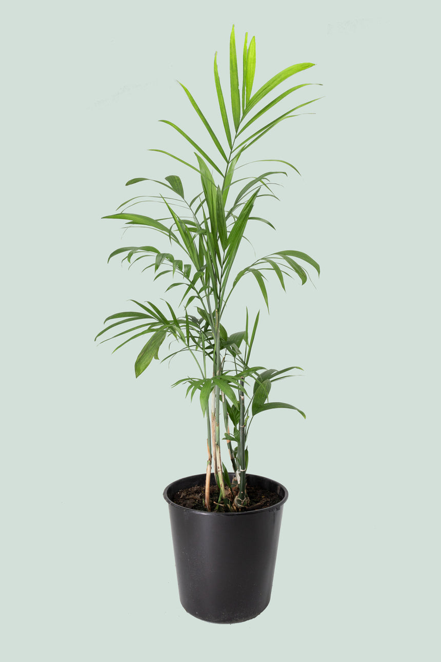 XL Bamboo Palm - Chamaedorea seifritzii - 10L / 25cm / XL
