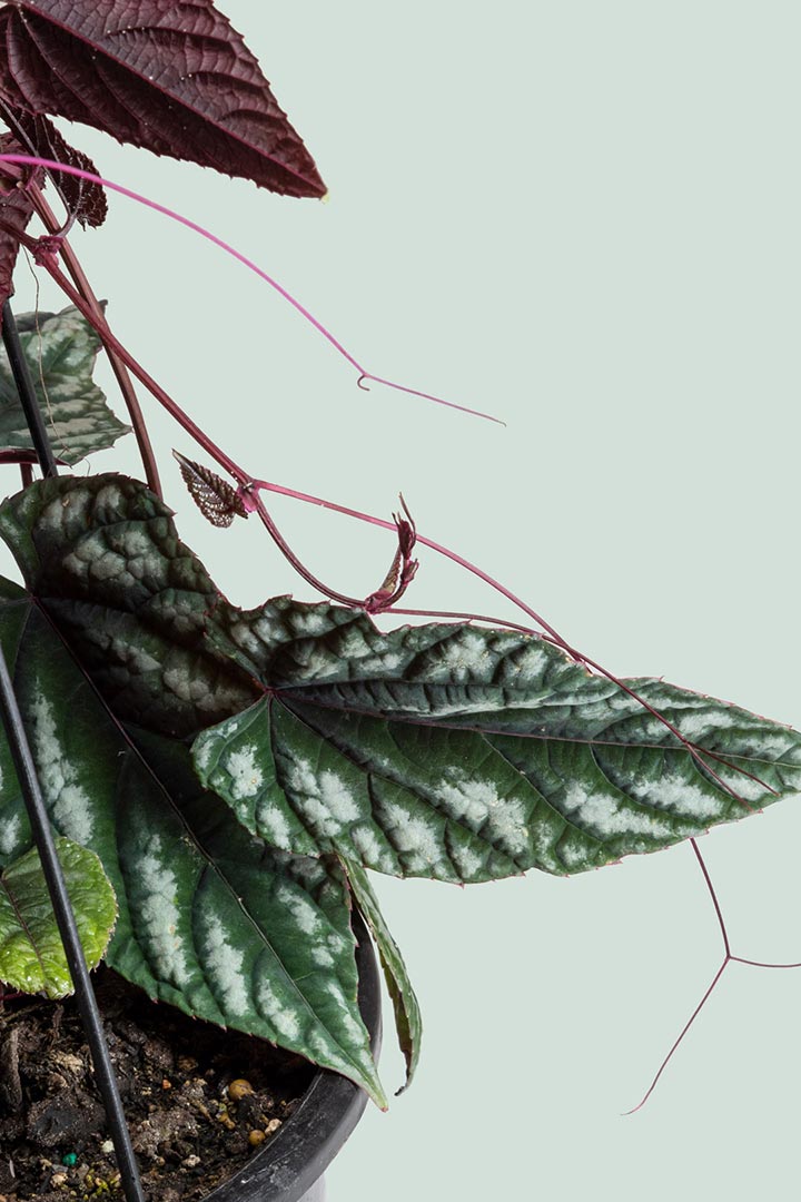 Cissus discolor leaf detail