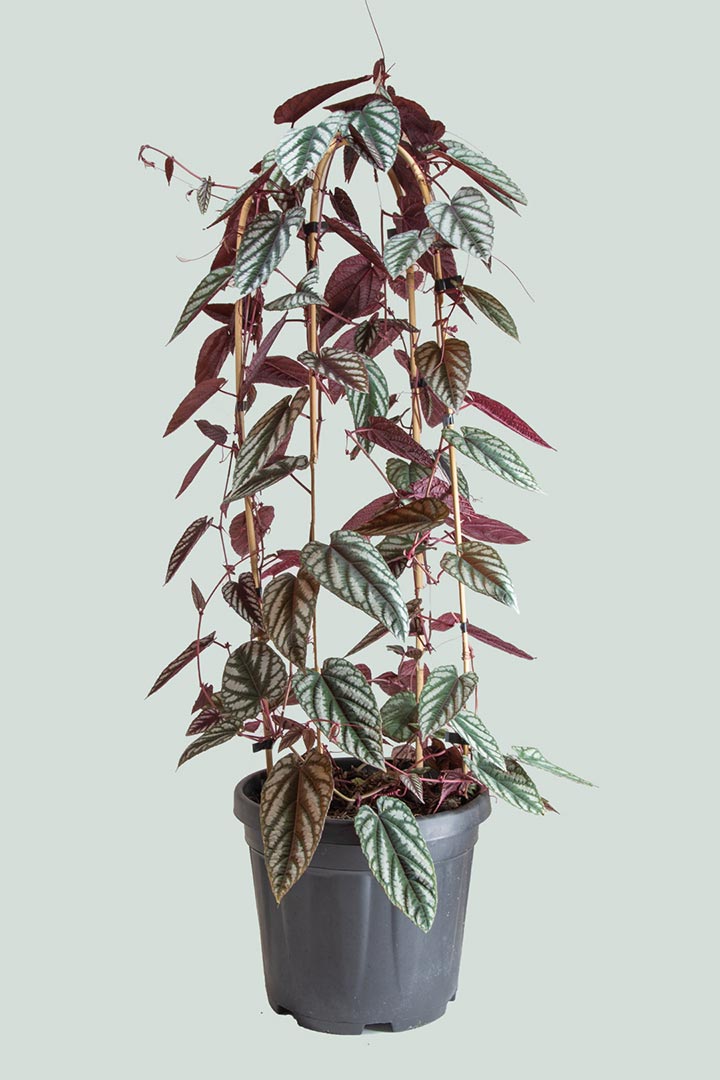 Cissus discolor Begonia Vine Houseplant