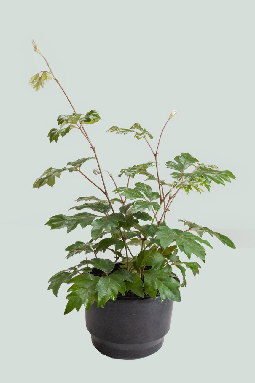 Grape Ivy - Cissus rhombifolia - 2L / 17cm / Medium
