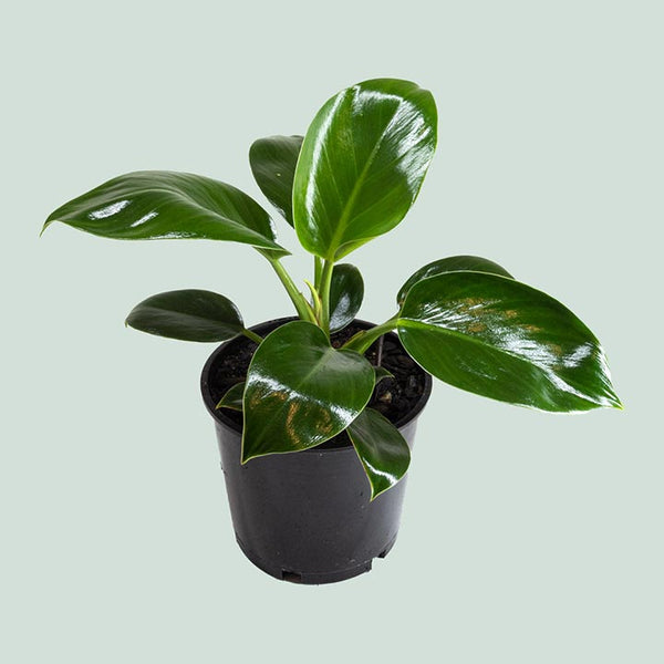 Apple Congo - Philodendron selloum - Indoor Plant