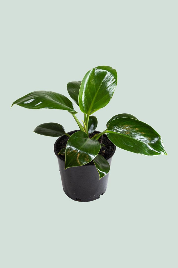 Philodendron Apple Congo Houseplant NZ