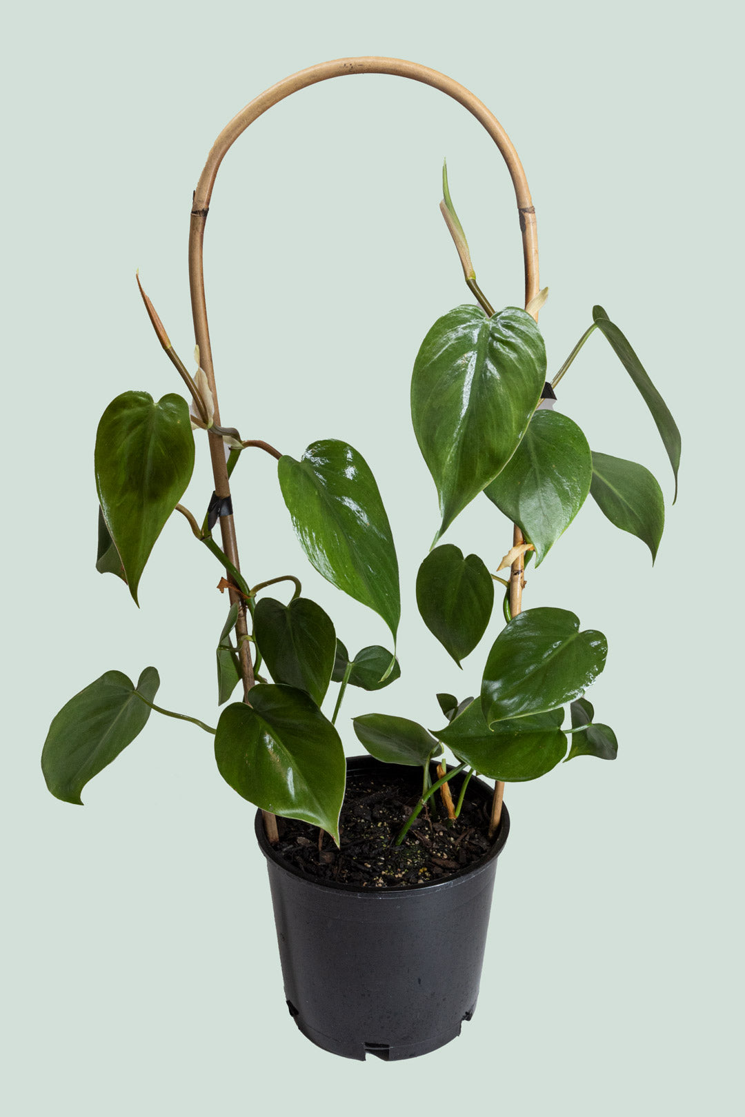 Heart Leaf Hoop - Philodendron hederaceum - 2L / 17cm / Medium