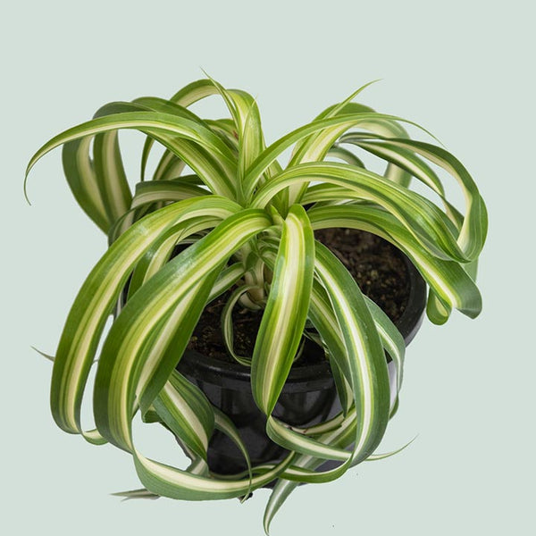 spider plant nz Dragon Tree - Dracaena marginata - Indoor Plant