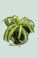 Curly Spider Plant - Chlorophytum comosum - 1L / 14cm / Small