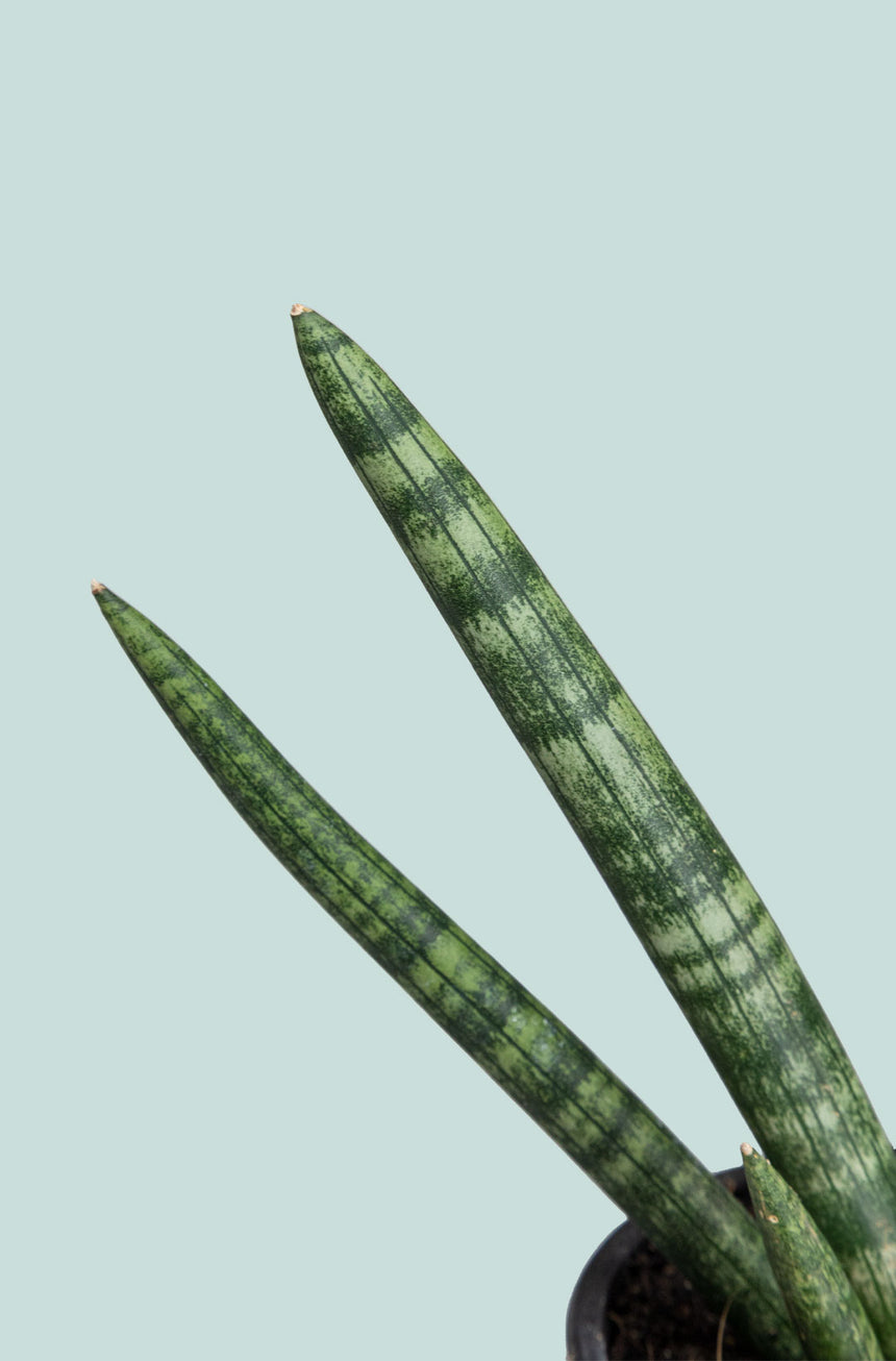 Sansevieria cylindrica - 1L / 14cm / Small