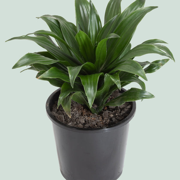 dracaena compacta wikipedia Dracaena compacta - Indoor Plant