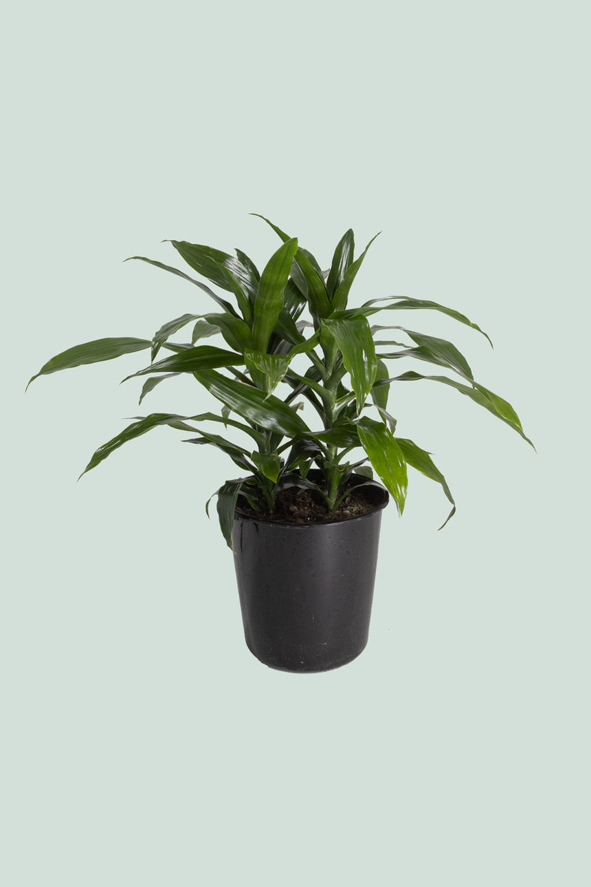 dracaena lisa vs janet craig Janet Craig - Dracaena fragrans - Indoor Plant