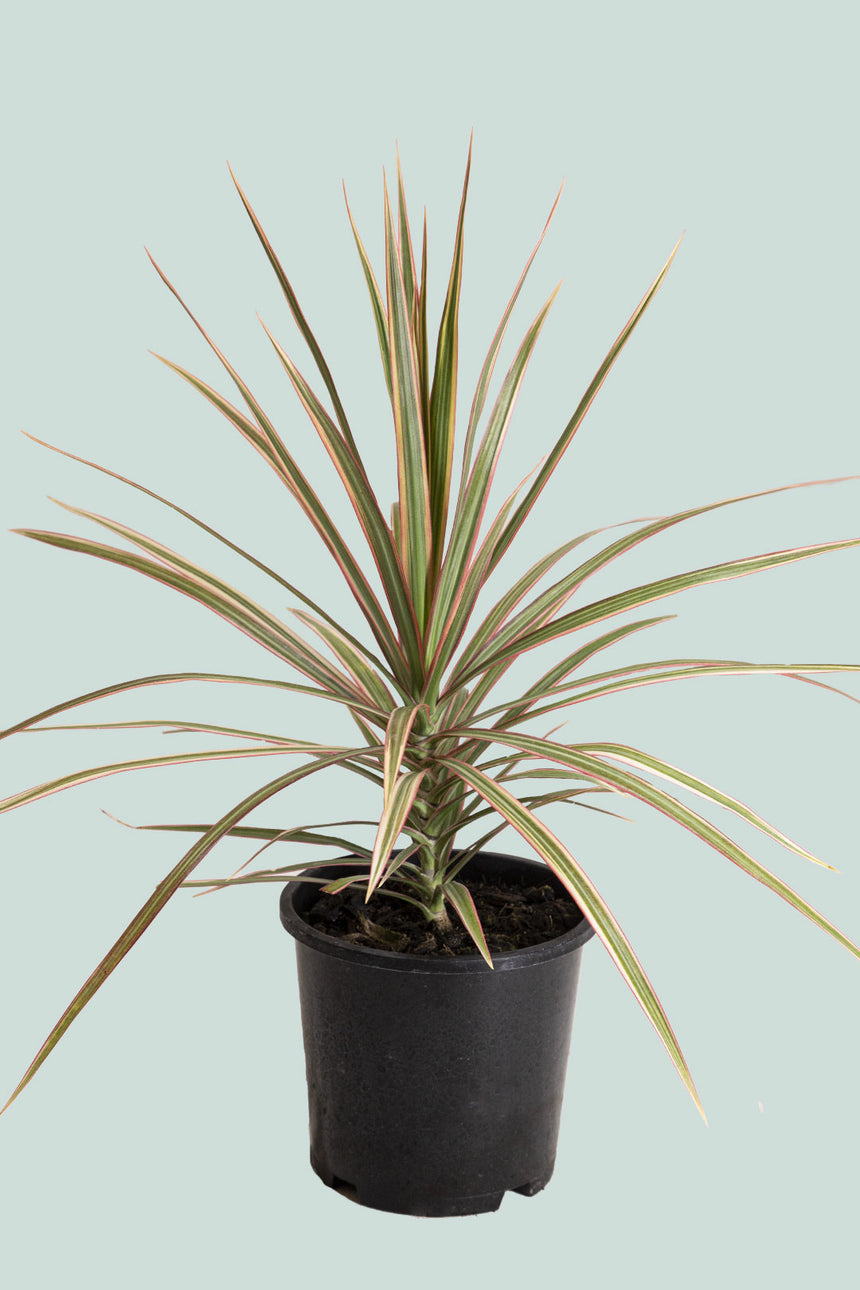 'Tricolour' Dragon Tree - Dracaena marginata - 1L / 14cm / Small