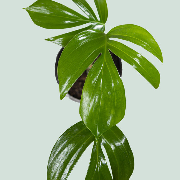 dragon tail plant hanging Dragon's Tail - Rhaphidophora decursiva