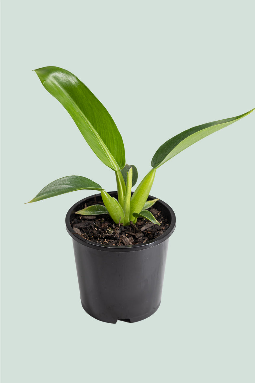 Fat Boy - Philodendron martianum  - 1L / 14cm / Small