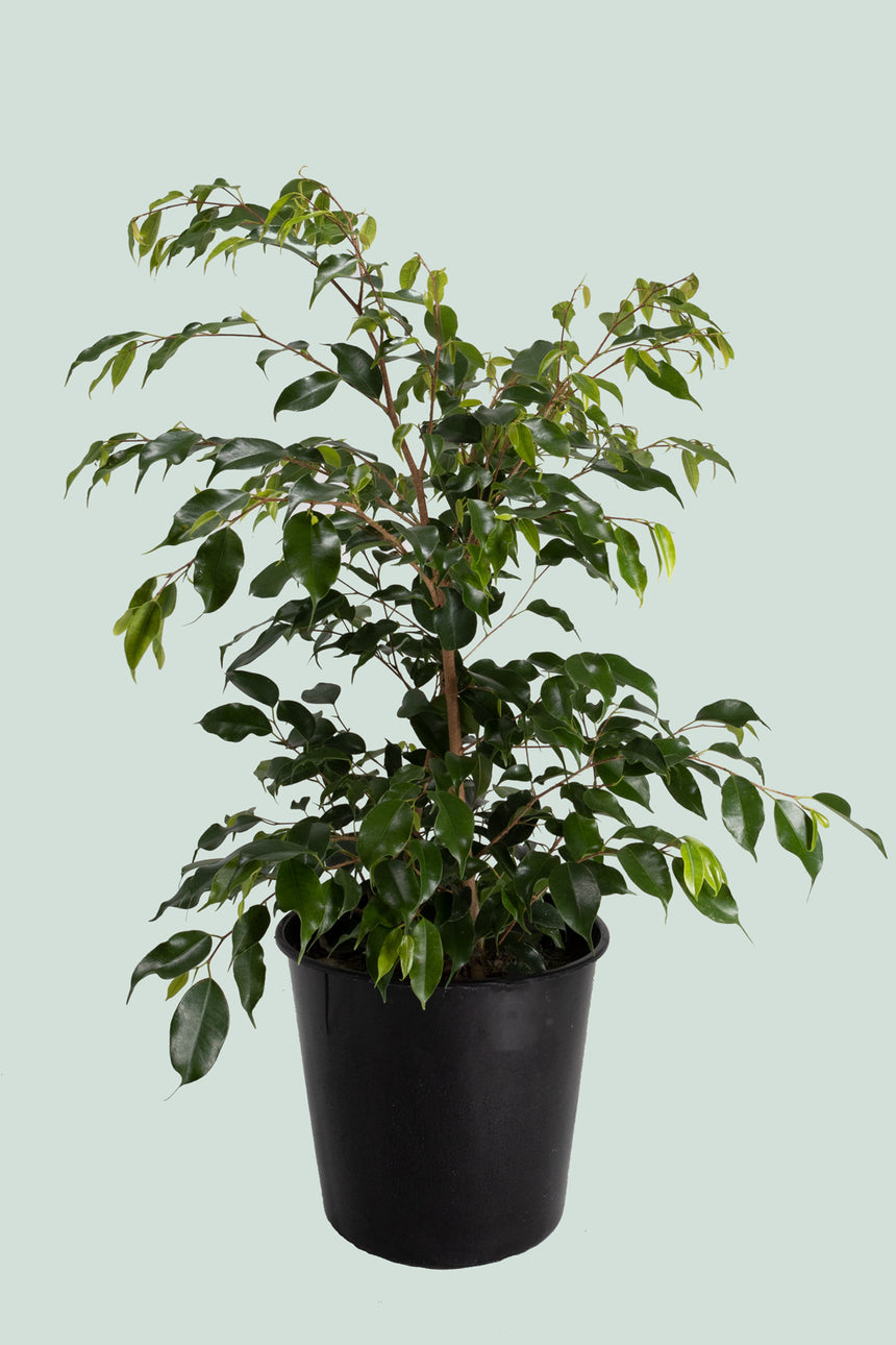 Evergreen Weeping Fig - Ficus benjamina - 10L / 25cm / Large