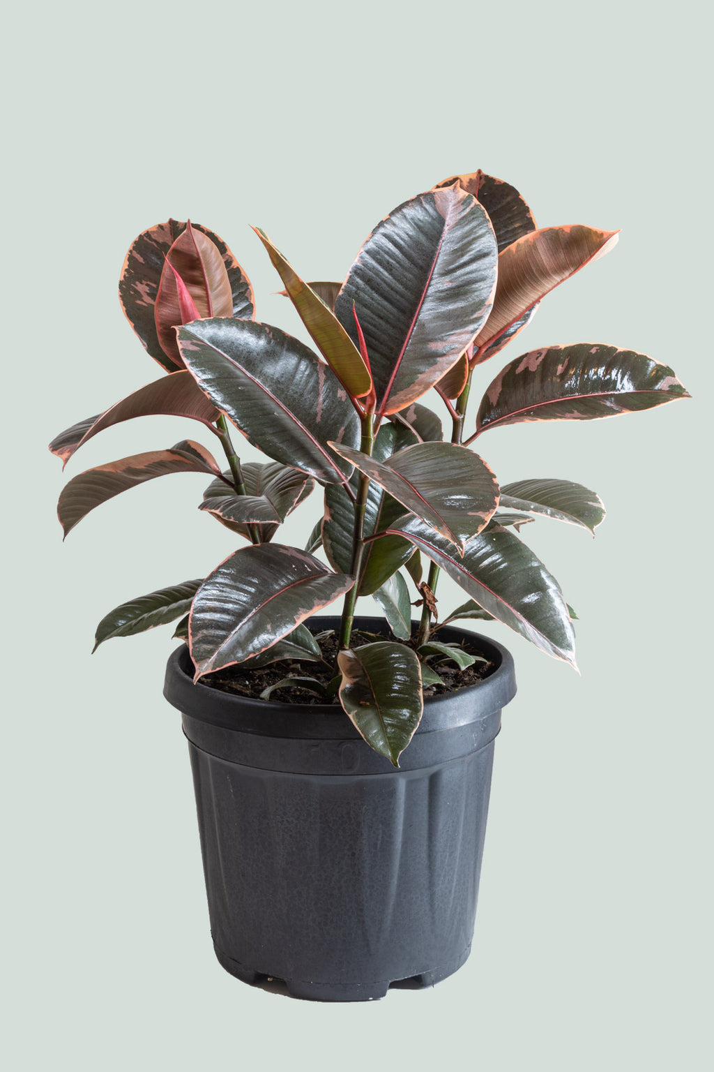 10 Inch Ficus Ruby Ruby - Ficus elastica - 10L Live Indoor Plant - Rubber Tree – PlantHouse