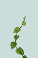 Miniature Creeping Fig - Ficus pumila minima - 1.3L / 14cm / Small