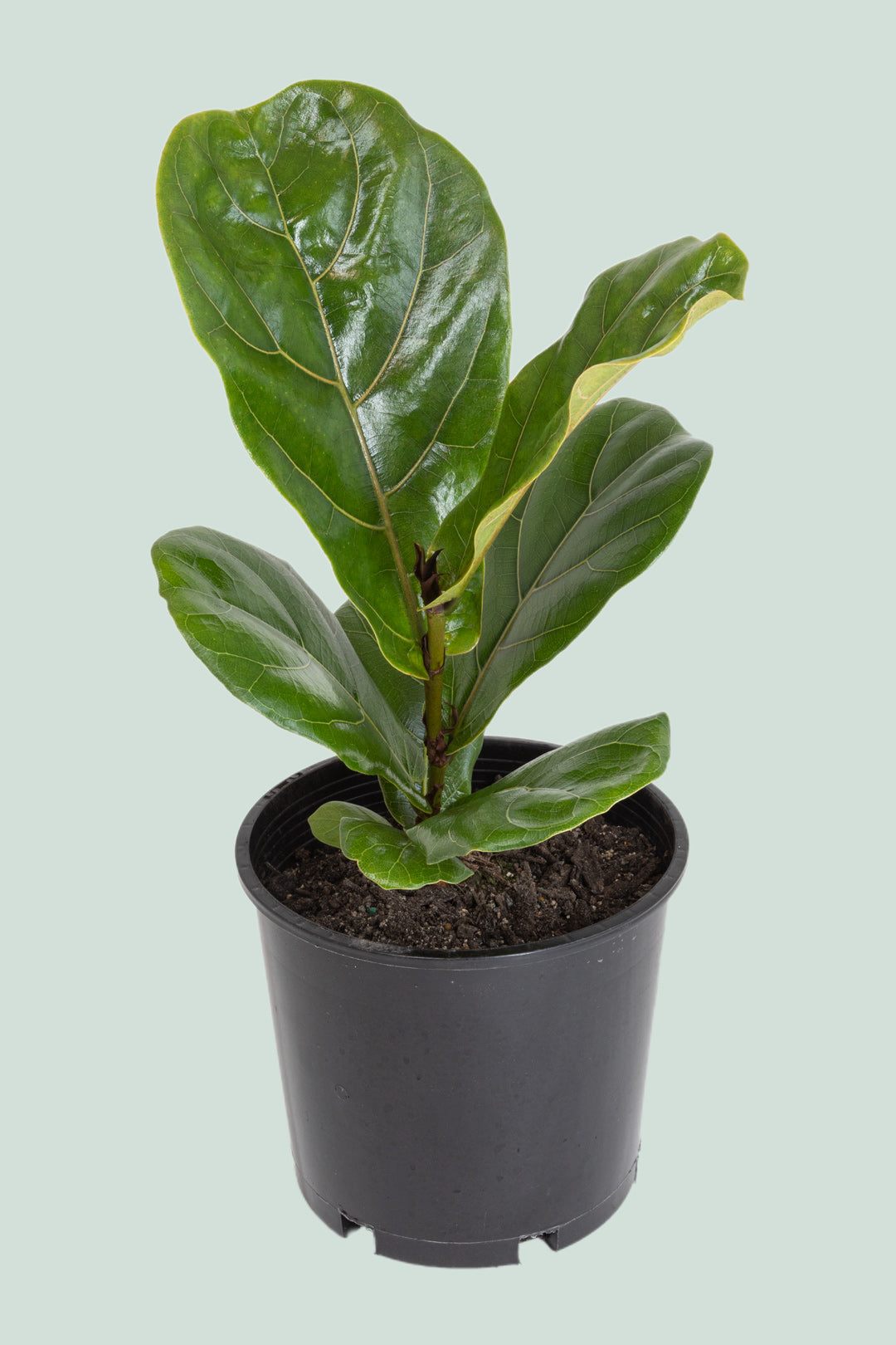 Fiddle Leaf Fig - Ficus lyrata - 2.5L / 17cm / Medium