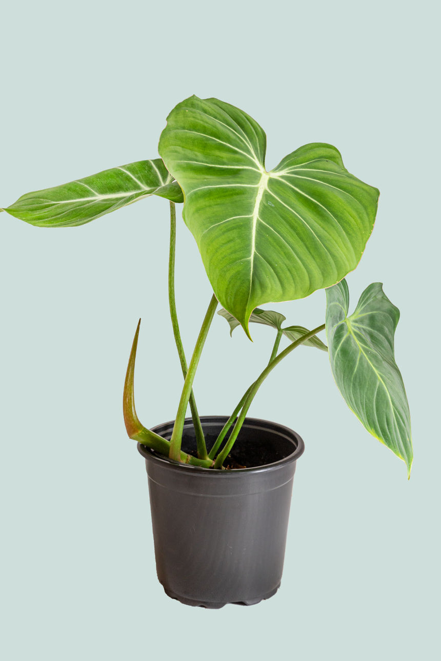 philodendron gloriosum nz Philodendron gloriosum