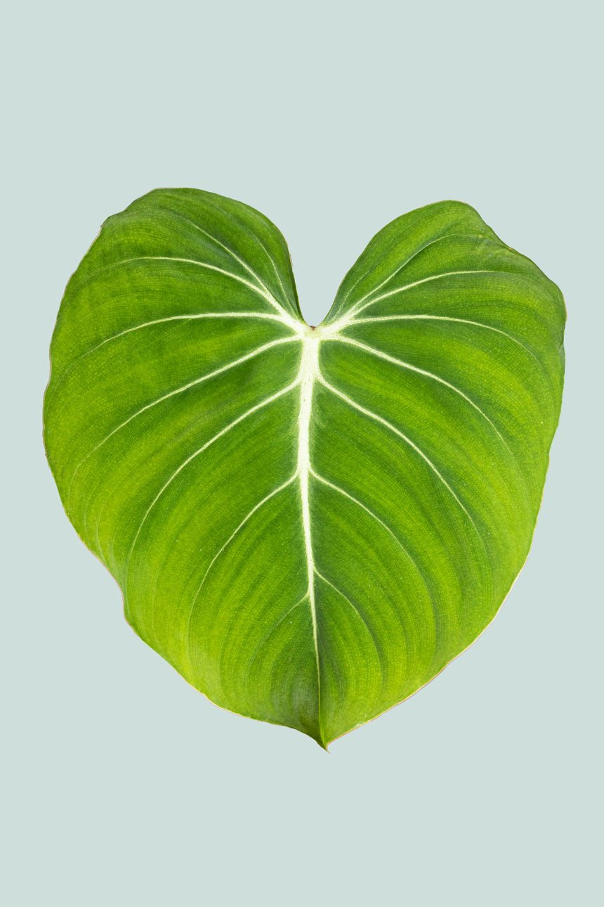 philodendron gloriosum nz Philodendron gloriosum