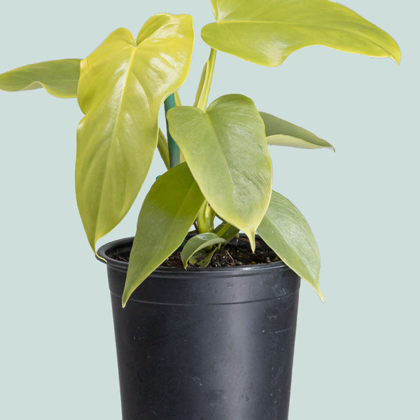 Gold Violin - Philodendron bipennifolium aurea
