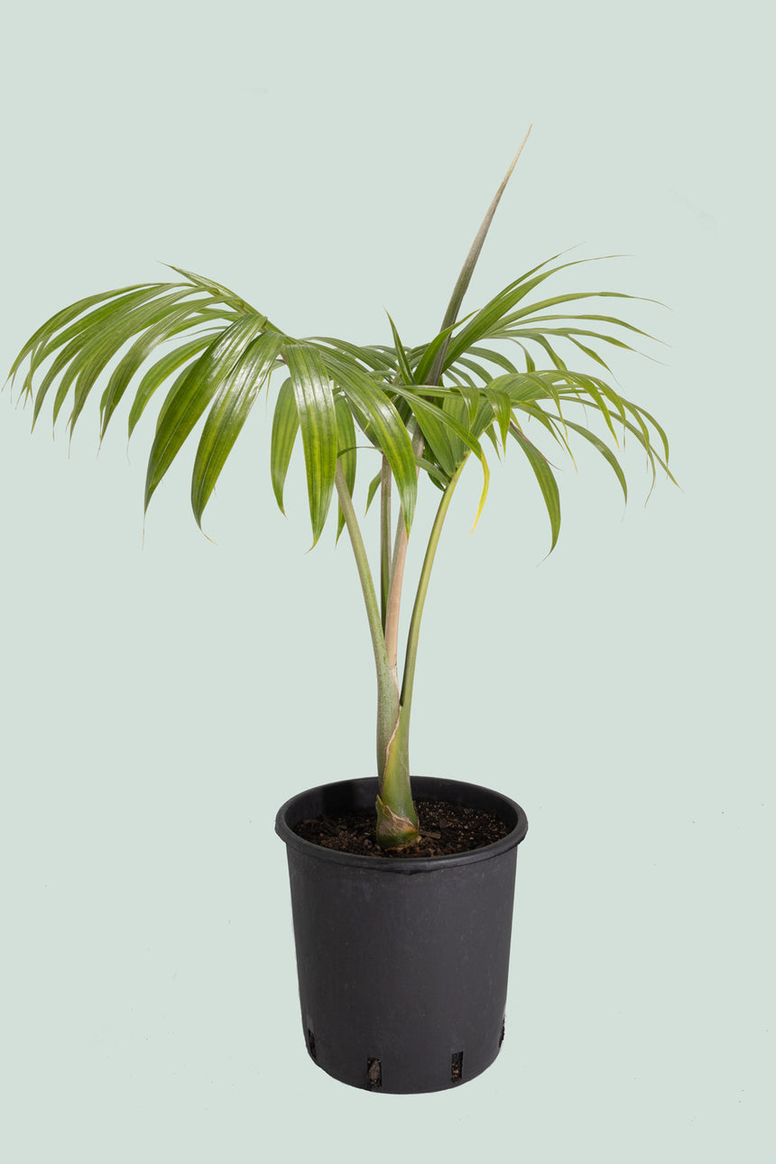 Umbrella Palm - Hedyscepe canterburyana - 10L / 25cm / Large