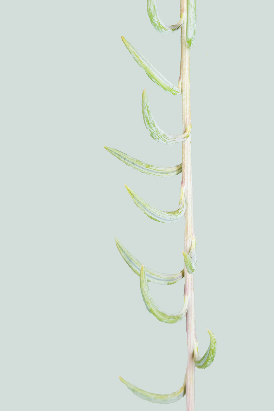 Senecio radicans - String of Fish Hooks - 2L / 17cm / Medium